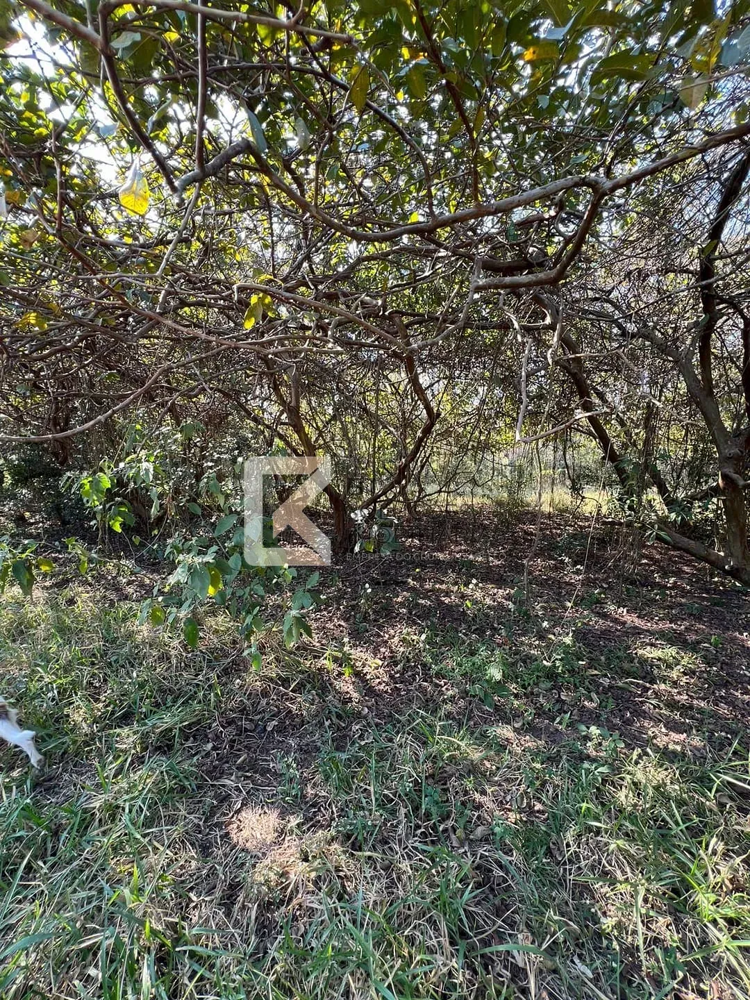 Terreno, 2 hectares - Foto 20