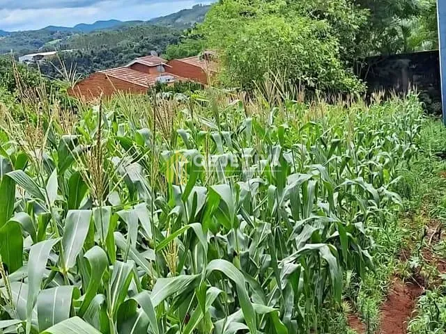Terreno com 429m², à venda, no bairro Farropilha em Ivoti