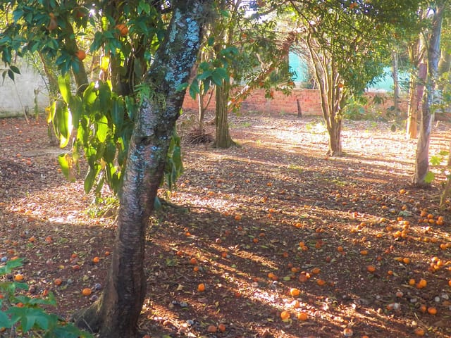 Terreno com 462m², à venda, no bairro Oficinas em Ponta Grossa