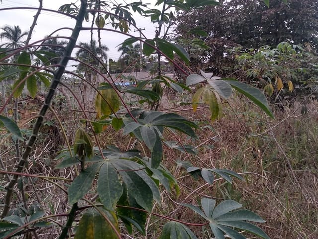 Foto do Terreno - Terreno à venda, Cidade Nova, Pindamonhangaba, SP | Venter imoveis