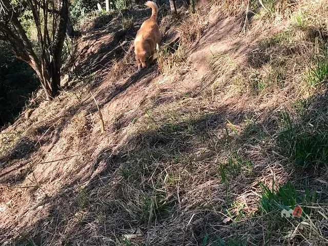 Terreno com 1100m², à venda, no bairro Corrêas em Petrópolis