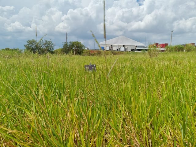 Foto do Terreno - Terreno à venda, São Bento, Paulínia, SP | Hermes Imóveis