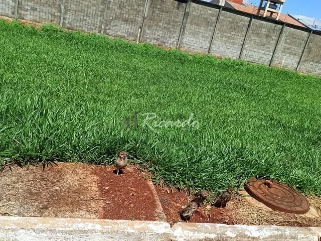 Terreno com 301m², à venda, no bairro Jardim Panorama em Arapongas