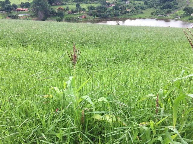 Terreno com 20000m², à venda, no bairro Rio Abaixo em Bragança Paulista