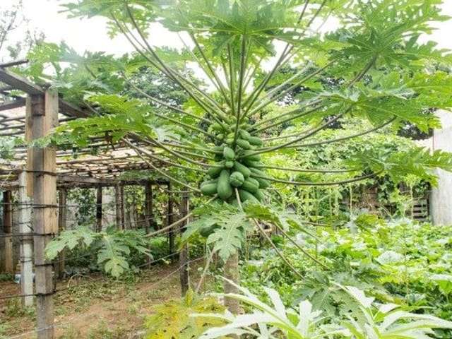Foto do Terreno - Terreno à venda, 500 m² por R$ 580.000,00 - Chácaras Reunidas - São José dos Campos/SP | INDEPENDENCE NEGOCIOS IMOBILIARIOS LTDA