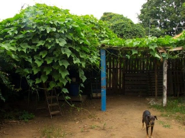 Foto do Terreno - Terreno à venda, 500 m² por R$ 580.000,00 - Chácaras Reunidas - São José dos Campos/SP | INDEPENDENCE NEGOCIOS IMOBILIARIOS LTDA