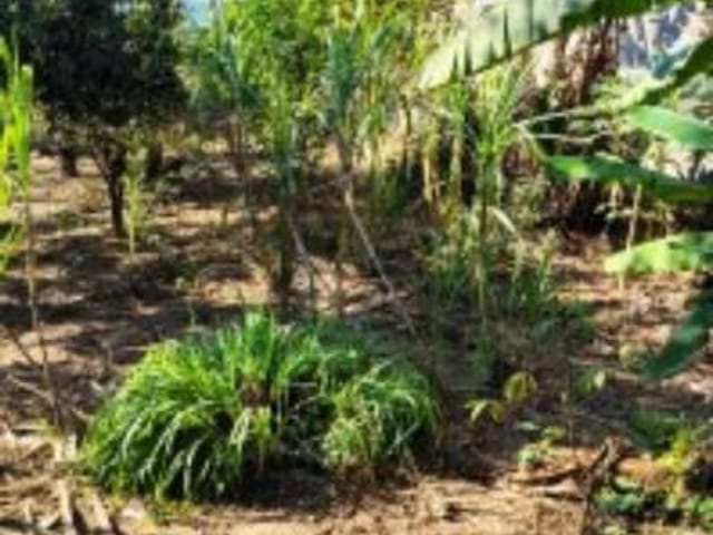 Terreno com 500m², à venda, no bairro Jardim Diva (Fazendinha) em Santana de Parnaíba