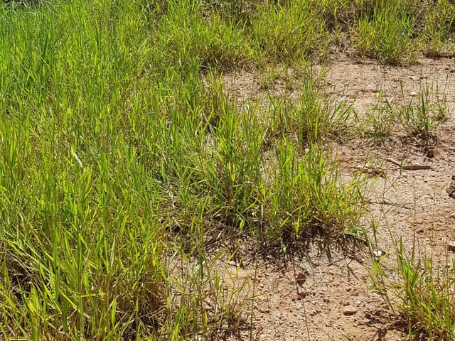 Foto do Terreno - Terreno com 501,41m² à Venda, Jardim Santa Branca, Campo Limpo Paulista, SP | Copette Imóveis
