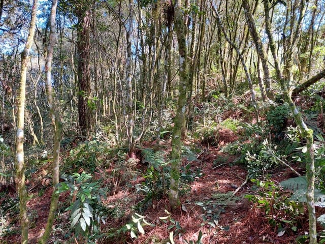 Terreno com 2440m², à venda, no bairro São Bernardo em São Francisco de Paula