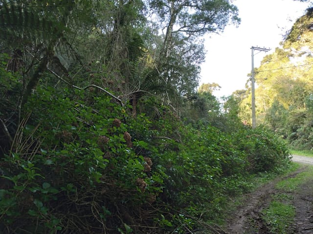 Terreno com 2440m², à venda, no bairro São Bernardo em São Francisco de Paula