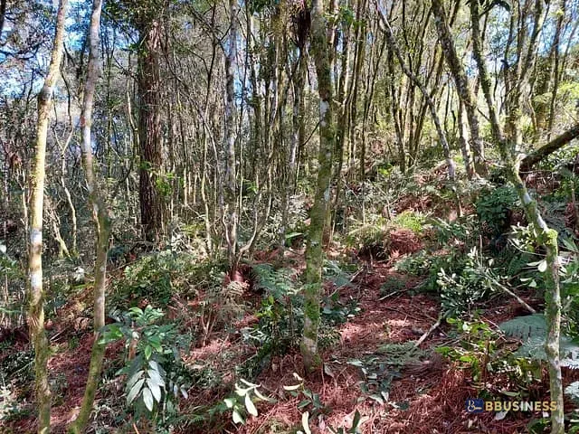 Terreno com 2440m², à venda, no bairro São Bernardo em São Francisco de Paula