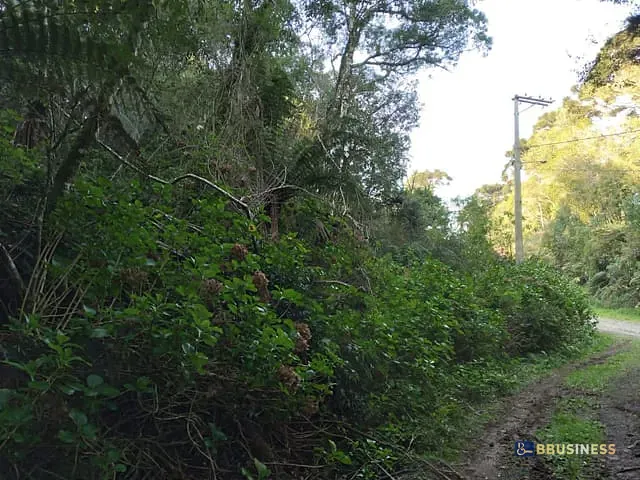 Terreno com 2440m², à venda, no bairro São Bernardo em São Francisco de Paula