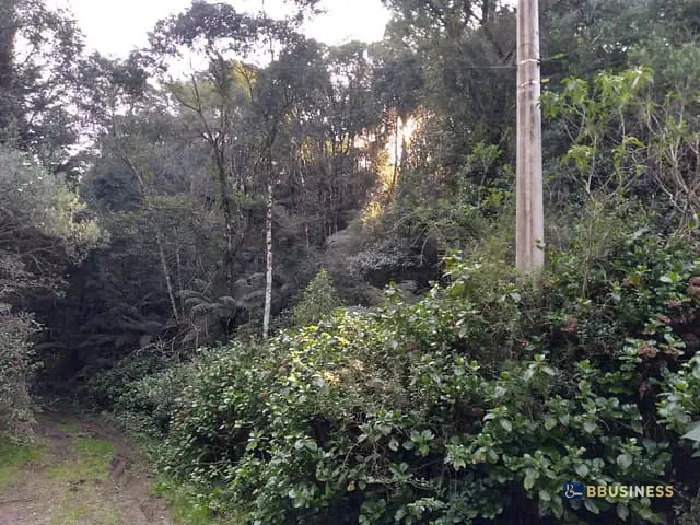 Terreno com 2440m², à venda, no bairro São Bernardo em São Francisco de Paula