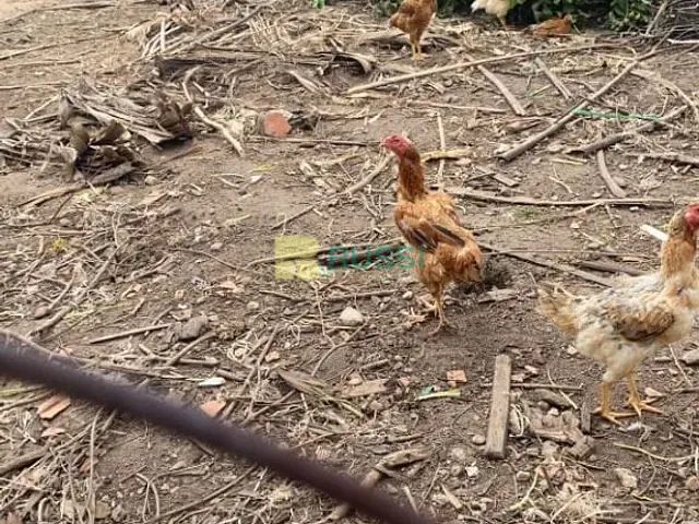Terreno com 300m², à venda, no bairro Jardim San Marino em São José dos Campos