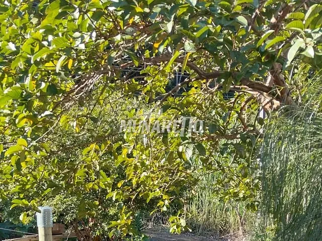 Terreno com 957m², à venda, no bairro Centro  em Ipira
