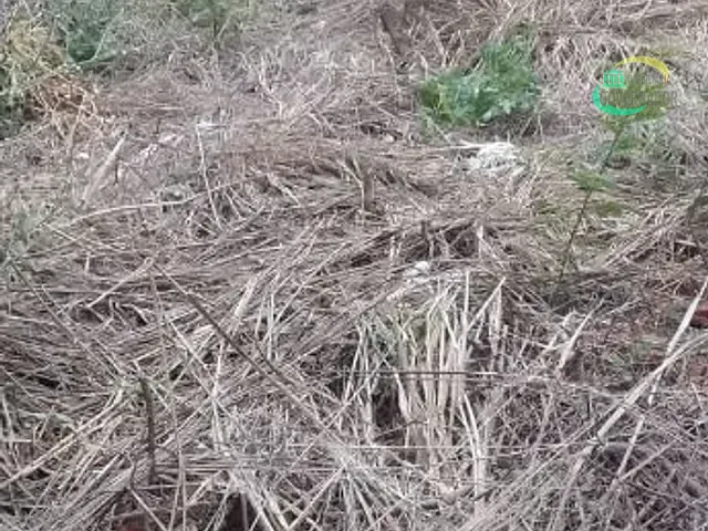 Terreno com 620m², à venda, no bairro Jardim Pacaembu em Campinas