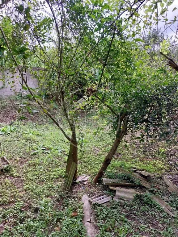 Terreno, 730 m² - Foto 9