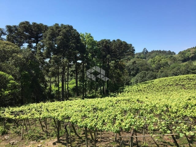 Terreno com 25000m², à venda, no bairro Desvio Rizzo em Caxias do Sul