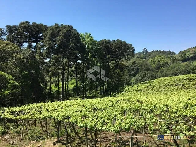 Terreno com 25000m², à venda, no bairro Desvio Rizzo em Caxias do Sul