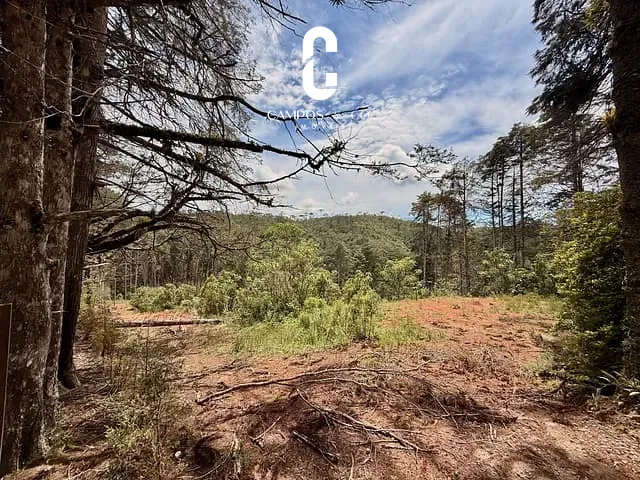 Terreno com 7500m², à venda, no bairro Umuarama em Campos do Jordão
