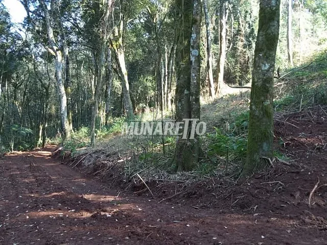 Terreno com 10000m², à venda, no bairro LInha Alto Suruvi em Concórdia