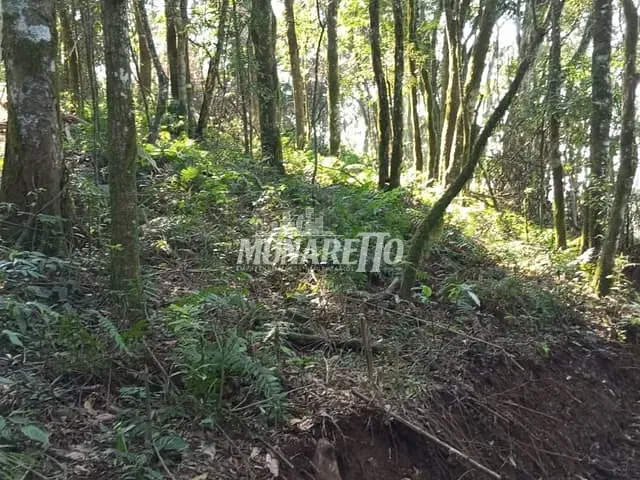 Terreno com 10000m², à venda, no bairro LInha Alto Suruvi em Concórdia
