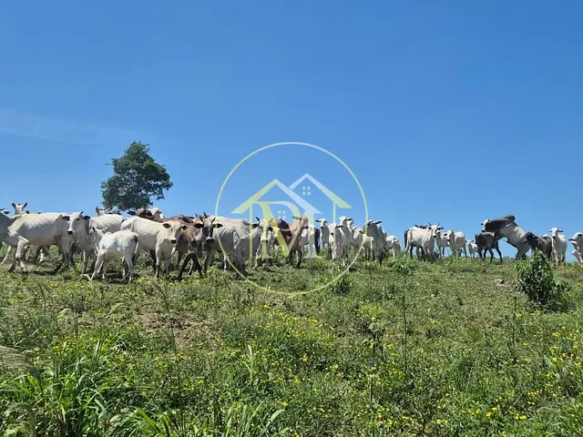 Terreno com 193600m², à venda, no bairro Área Rural de Quadra em Quadra