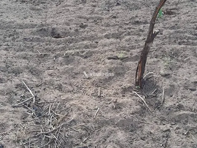 Terreno com 450m², à venda, no bairro Povoado do Jacaré em São Gonçalo dos Campos
