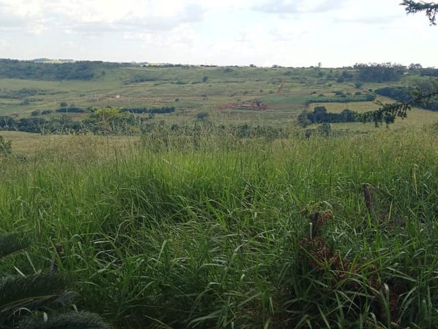 Terreno com 170000m², à venda, no bairro Limoeiro em Londrina
