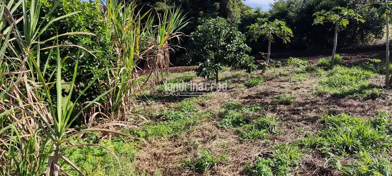 Terreno, 5 hectares - Foto 14