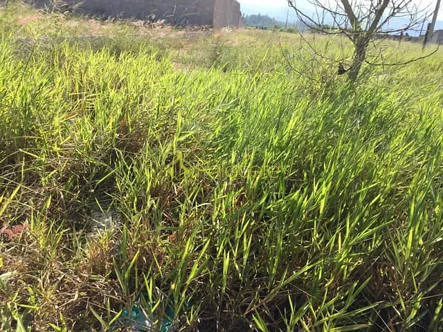 Terreno com 225m², à venda, no bairro Moreira César em Pindamonhangaba