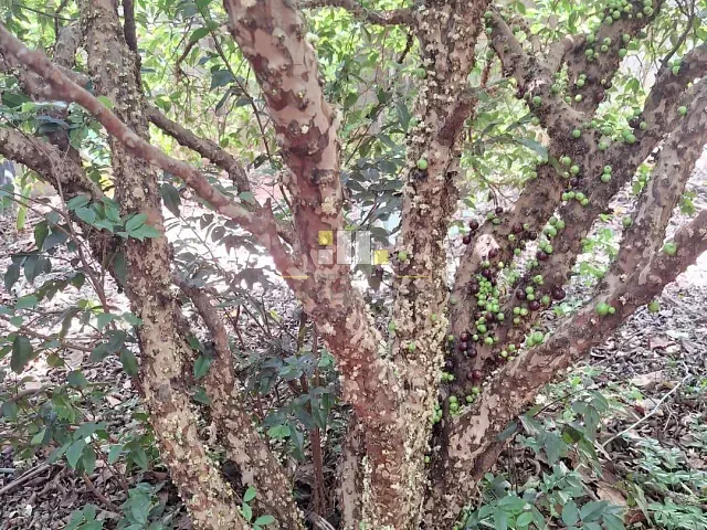 Terreno com 763m², à venda, no bairro Jardim Consteca em Sumaré