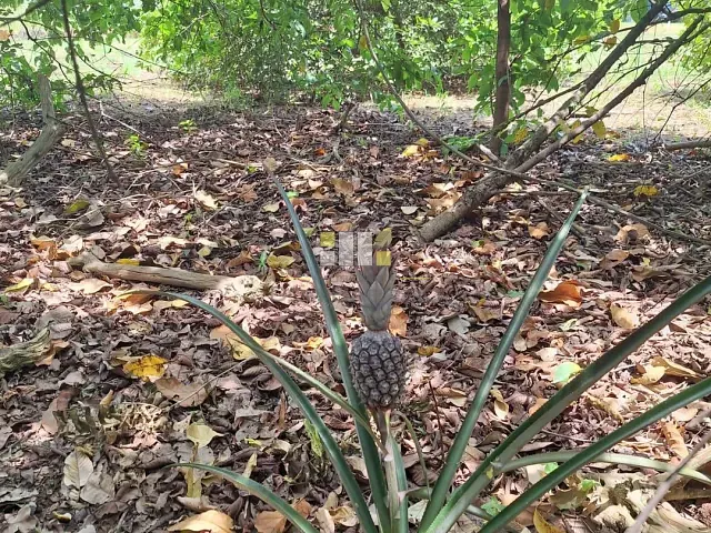 Terreno com 763m², à venda, no bairro Jardim Consteca em Sumaré