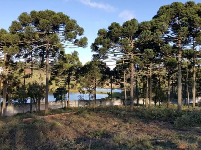 Terreno com 1158m², à venda, no bairro Vila Fuck em Piraquara