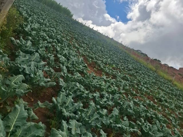 Terreno com 24200m², à venda, no bairro Pinhalzinho em Itapeva