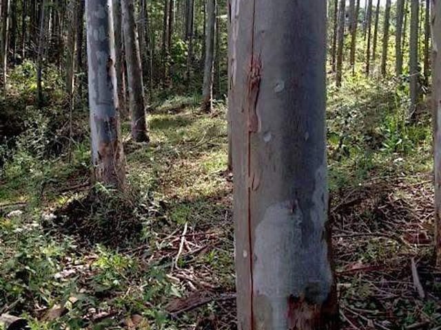 Terreno com 24157m², à venda, no bairro Salto em Extrema