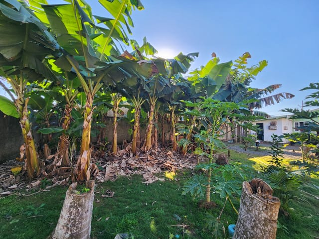 Foto do Terreno - Terreno residencial para venda em Machados, 529,100m² | Lares e Andares Imóveis