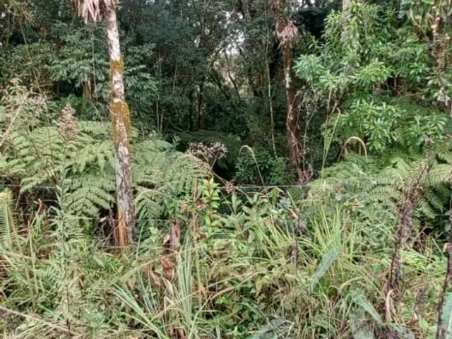 Terreno com 45000m², à venda, no bairro São João em Tijucas Do Sul