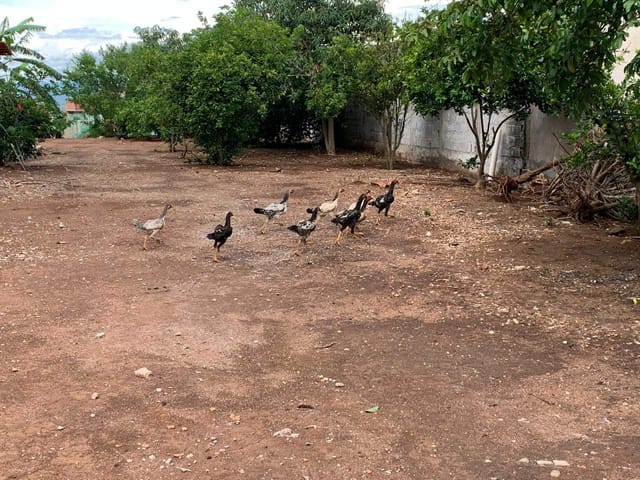 Terreno com 734m², à venda, no bairro Chácara Julieta Cristina em Bragança Paulista
