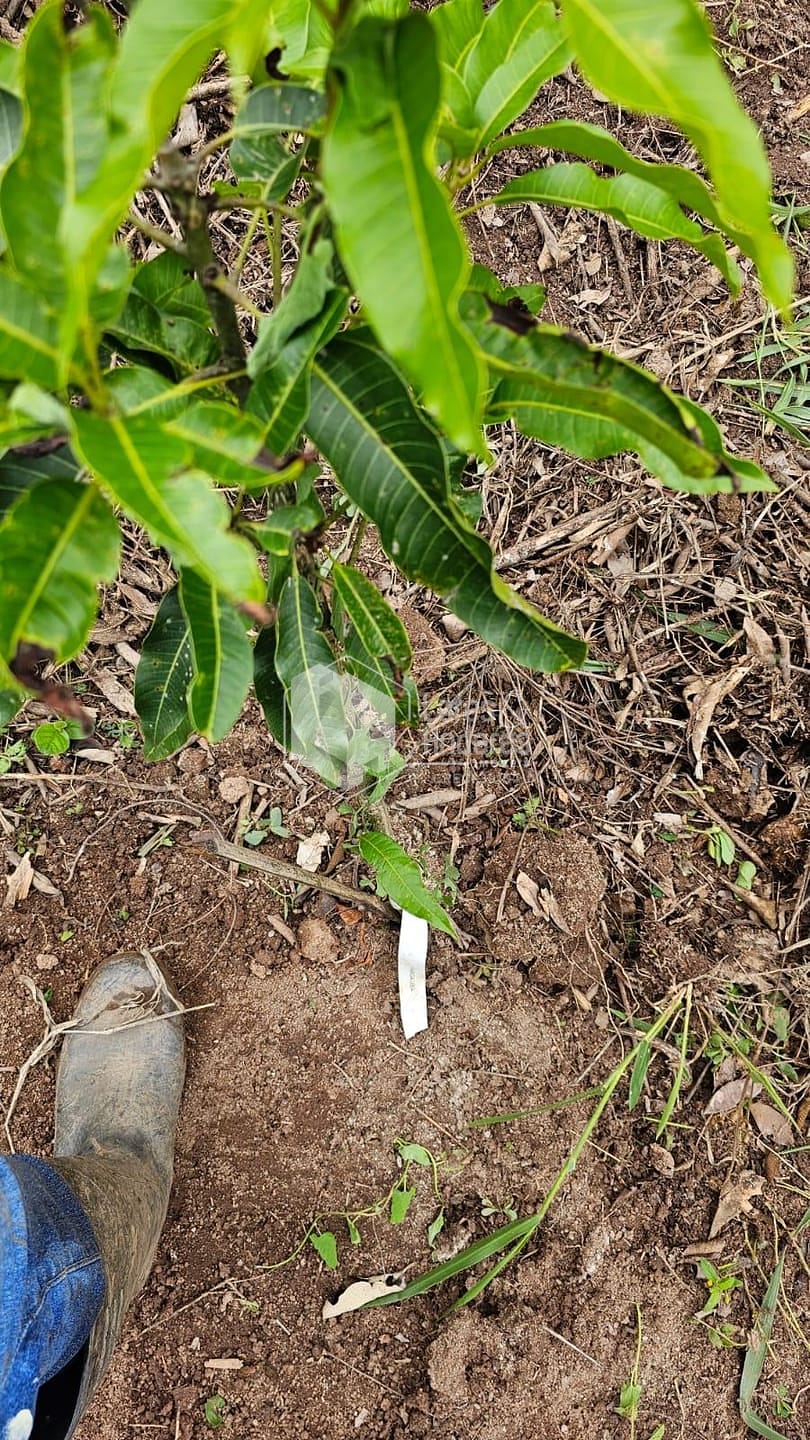 Terreno, 1500 m² - Foto 4