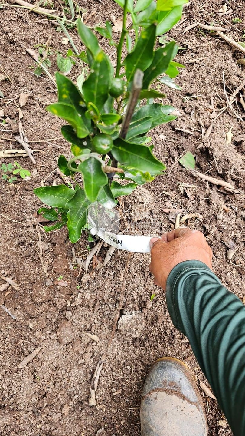 Terreno, 1500 m² - Foto 6