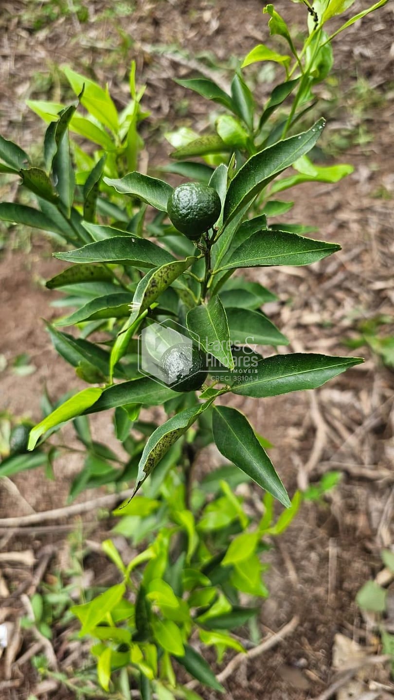 Terreno, 1500 m² - Foto 5