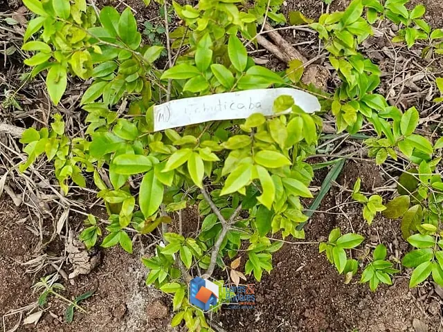 Terreno com 1500m², à venda, no bairro Portal Roselândia em Cotia
