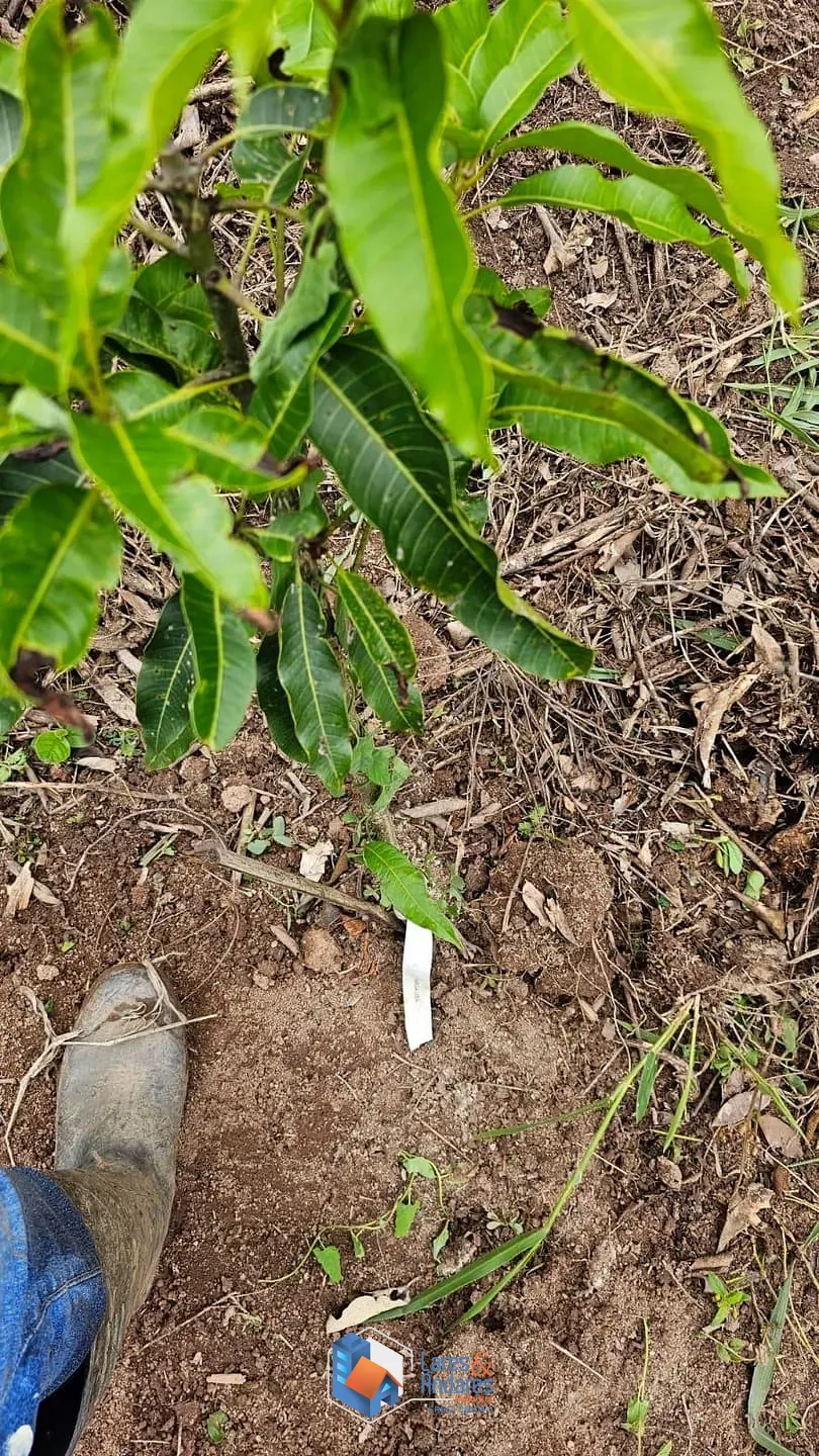 Terreno, 1500 m² - Foto 4