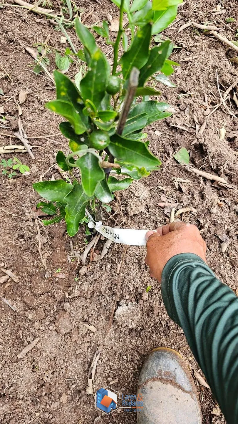 Terreno, 1500 m² - Foto 6