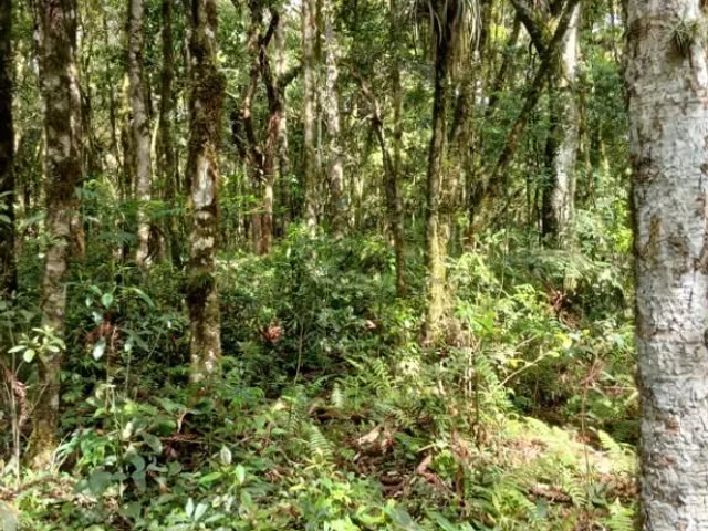 Terreno à venda, no bairro Planta São Tiago em Piraquara