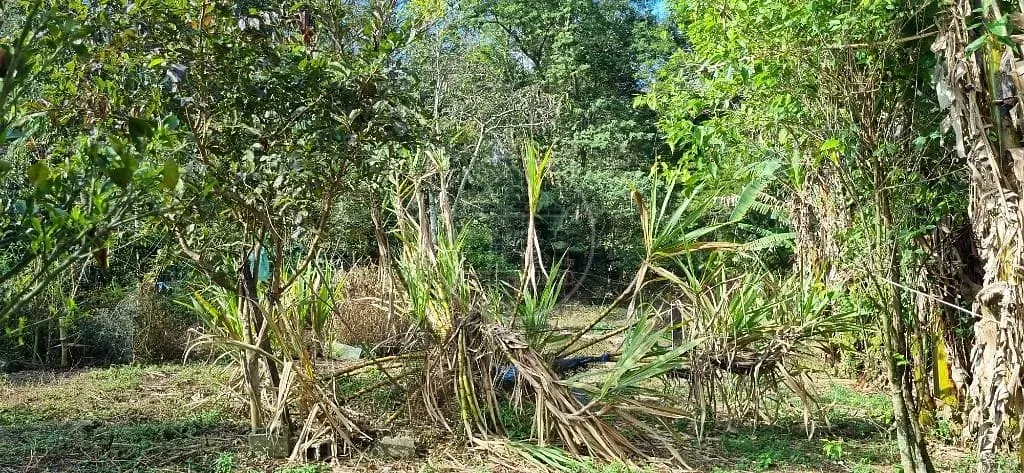 Terreno, 2000 m² - Foto 4