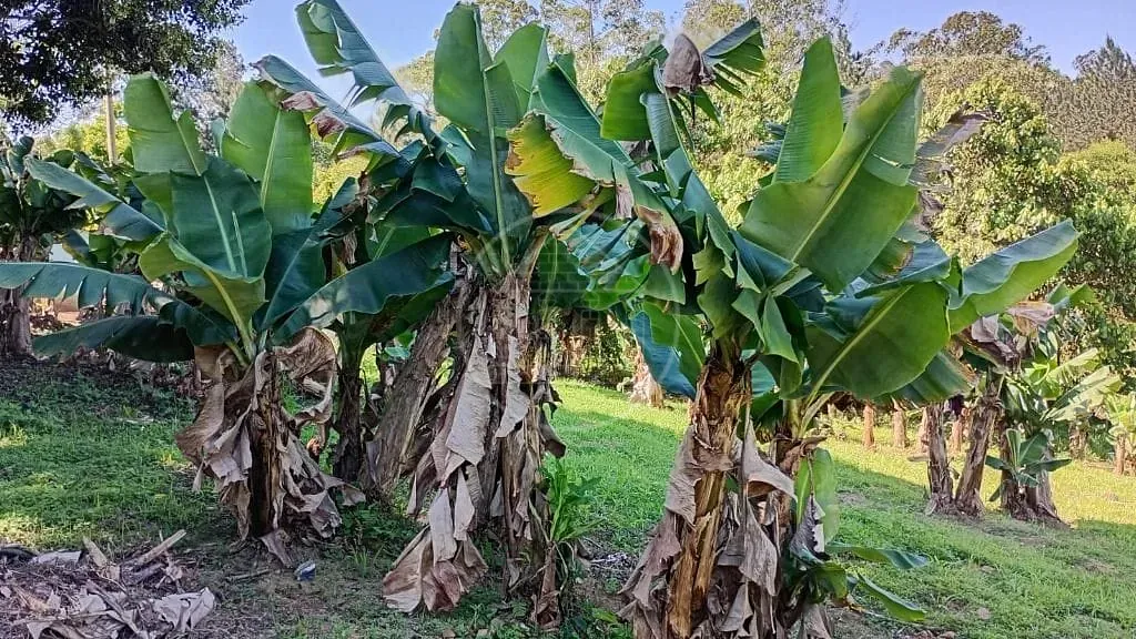 Terreno, 1 hectares - Foto 13