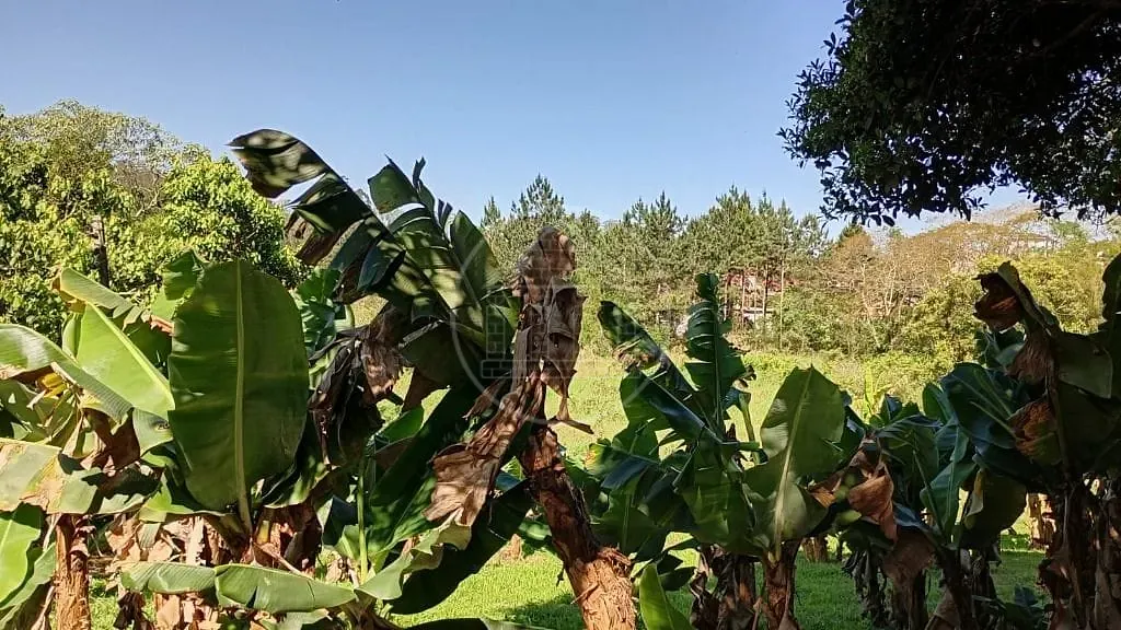 Terreno, 1 hectares - Foto 14