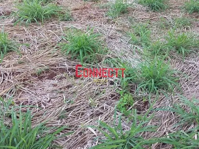 Terreno com 160m², à venda, no bairro Parque das Oliveiras em Ribeirão Preto